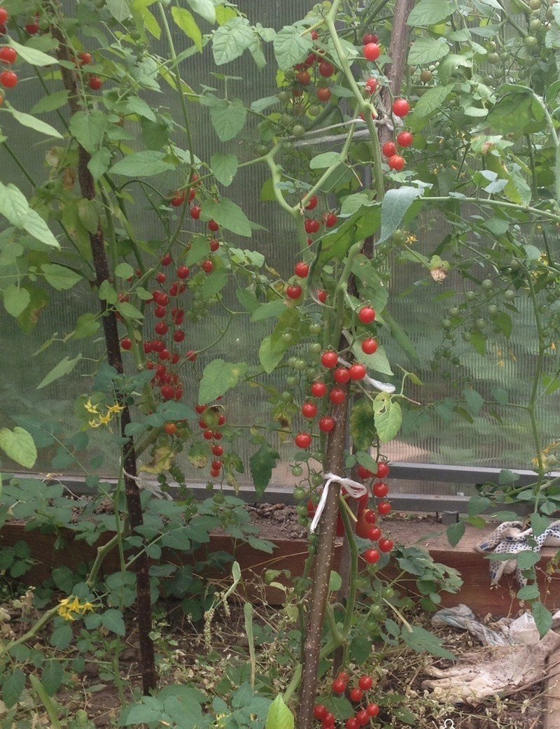 Индетерминантный томат дюймовочка