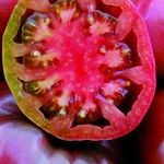Фиолетовые помидоры: виды, описание сорта, особенности выращивания, правила ухода, достоинства и недостатки