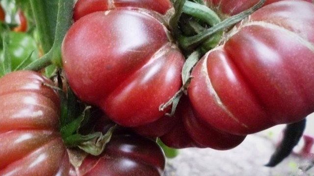 Характеристика и описание томата “Ребристый черный Тима”