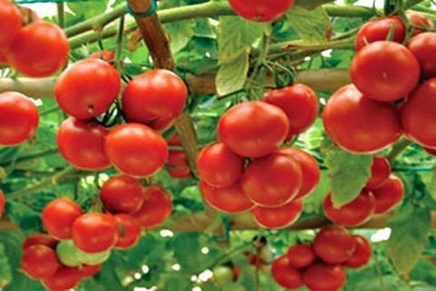 Сорт помидор томатное дерево