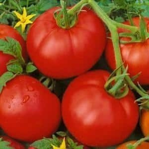 Сибирский скороспелый томат