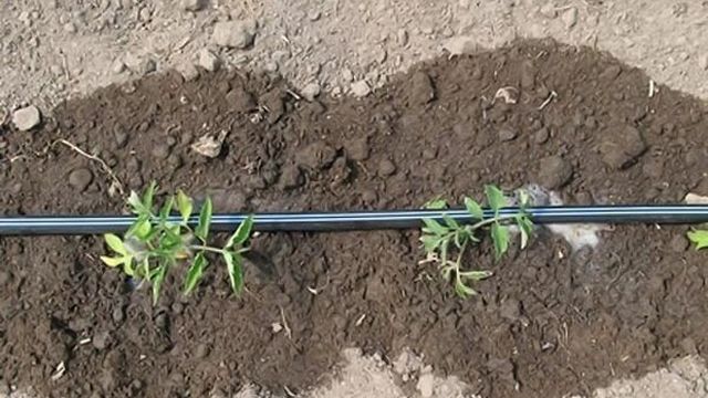 Как правильно посадить рассаду помидоров и высадить в грунт