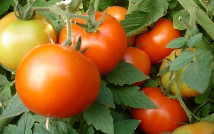 Детерминантные томаты