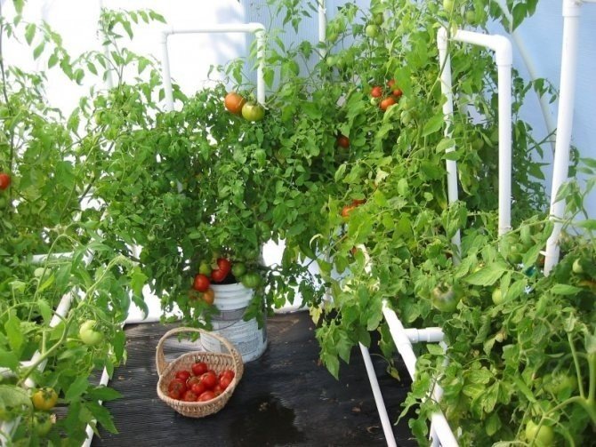 Балконное чудо помидоры агрони