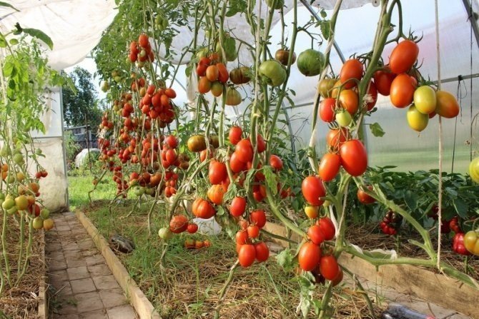 Огурцы и помидоры в одной теплице