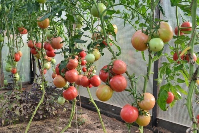 Высокорослые помидоры в теплице