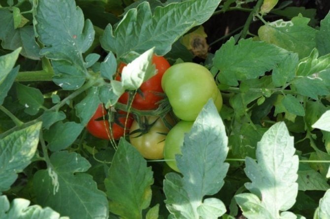 Яблонька россии томат листья