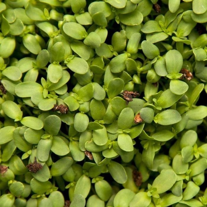 Микрозелень брокколи