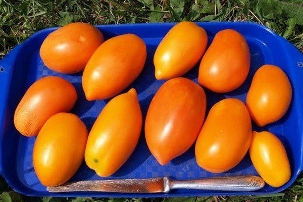 Чухлома оранжевая томат