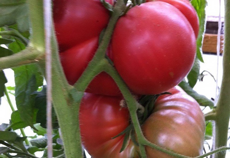 Сорт помидор малиновый гигант