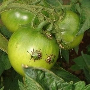 Клоп щитник на помидорах