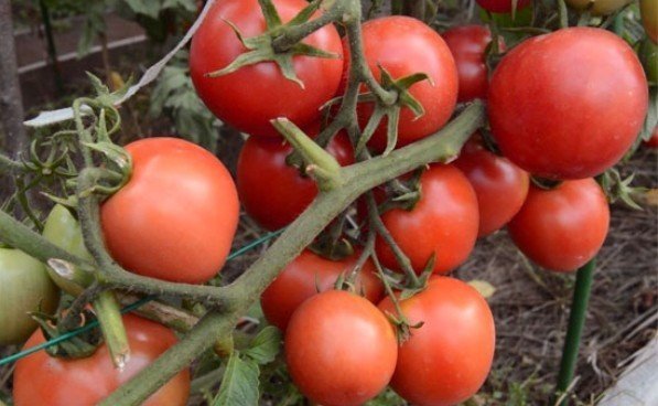 Семена томат ямал