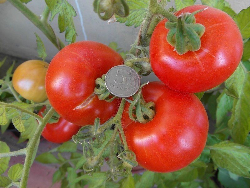 Сорт помидор касамори