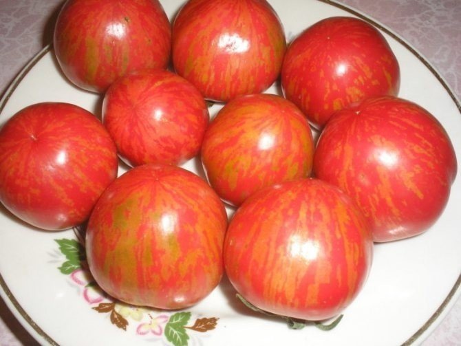 Сорт томата дон жуан