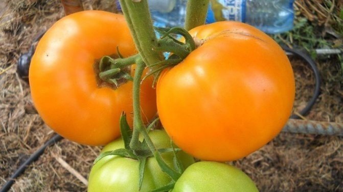 Сорта томатов для теплицы из поликарбоната