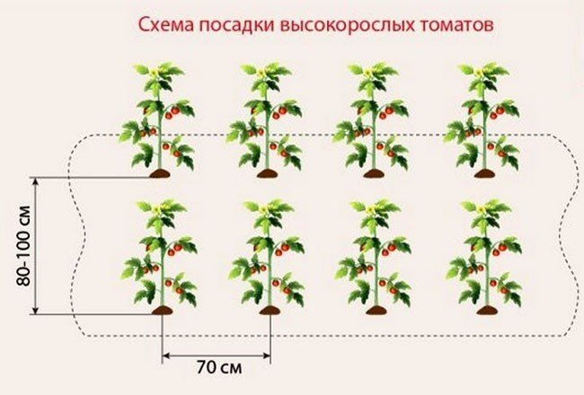 Схема посадки клубники в открытом грунте