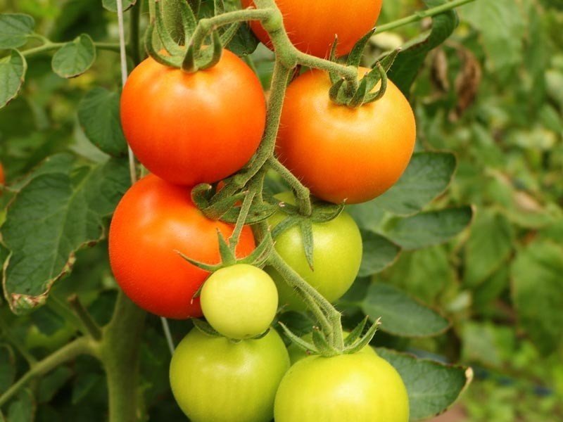 Сорт томата старосельский