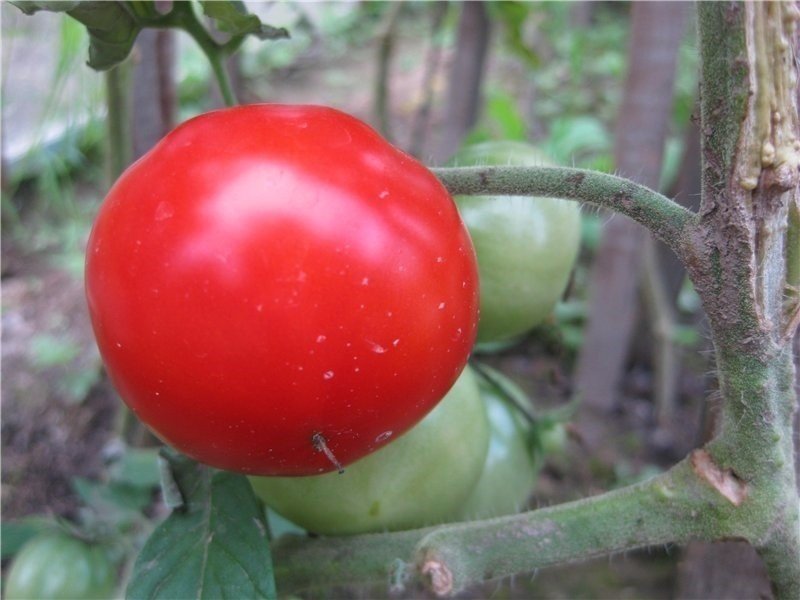 Сорт аленка томат