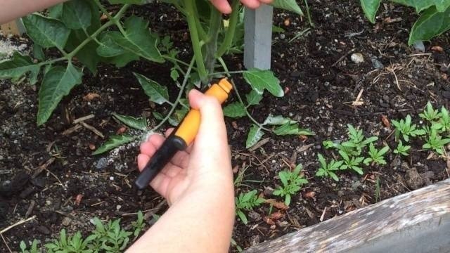 Посадка помидор в открытый грунт