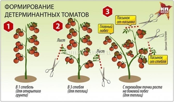 Схема пасынкования детерминантных томатов