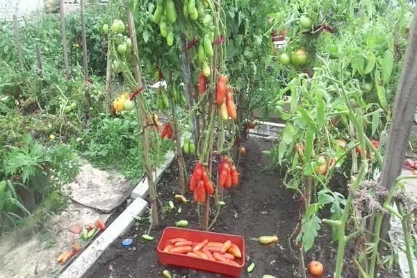 Сорт помидор казанова
