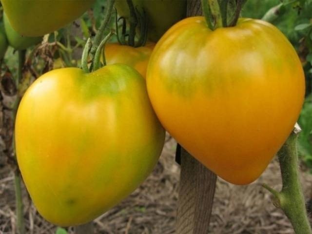 Желтые сорта томатов сибирской селекции