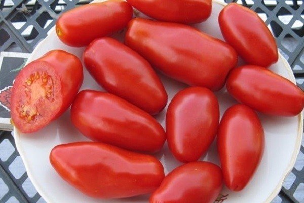 Семена томатов красный клык