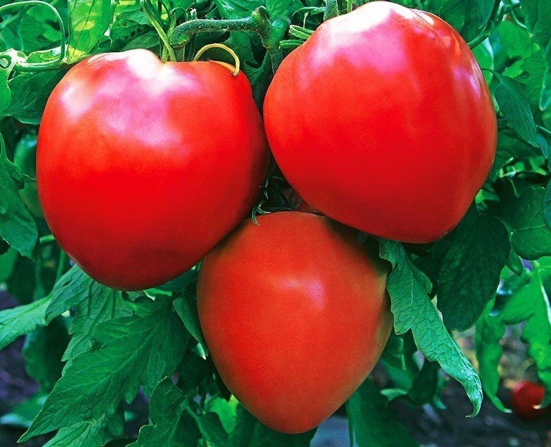 Сорт помидор бычье сердце