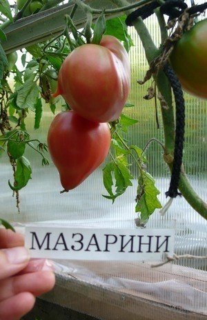 Семена томат кардинал мазарини