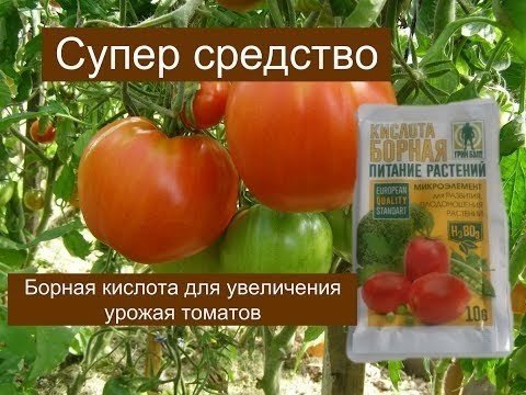 Янтарная кислота для помидор и огурцов