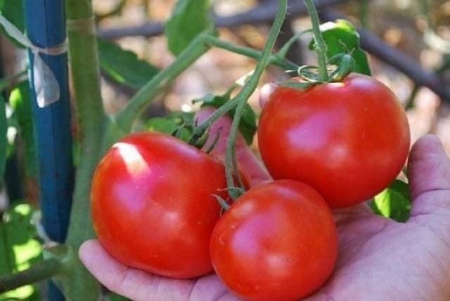 Сорта томатов