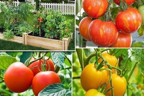 Низкорослые томаты черри для теплиц