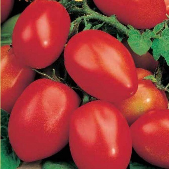 Сорт томатов засолочное чудо