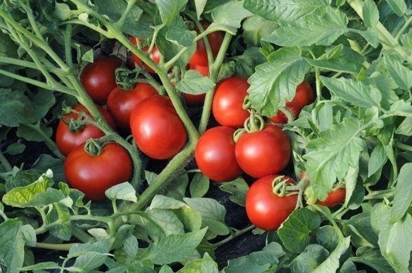Виды помидоров