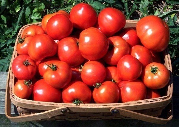 Сорт помидор ля ля фа