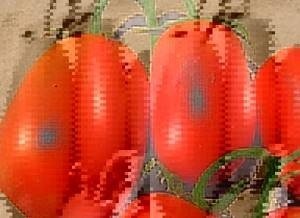 Сорт помидор сибирская тройка