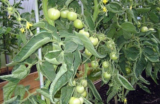 Зеленые помидоры на ветке