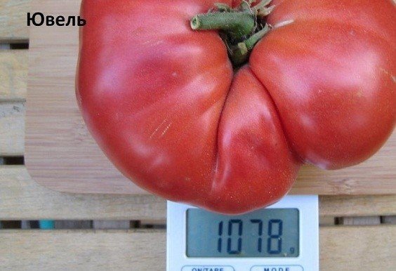 Сорт помидор гигант новикова