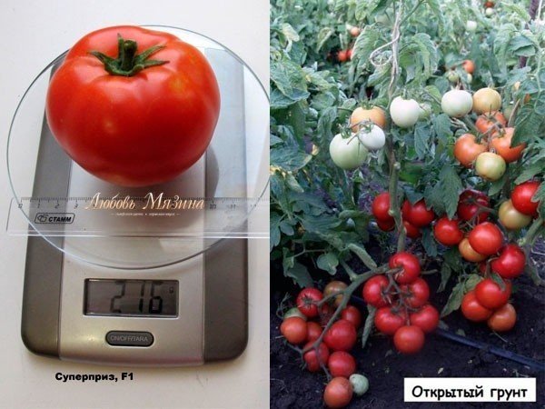 Супердетерминантные сорта томатов